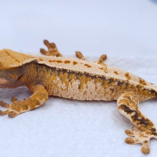 Tangerine Tri Extreme Harlequin White Spot Drippy