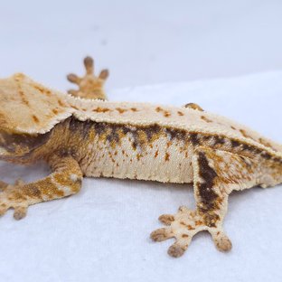 Tangerine Tri Extreme Harlequin White Spot Drippy
