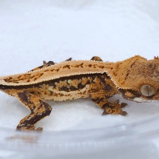 Quad Pinstripe White Spot