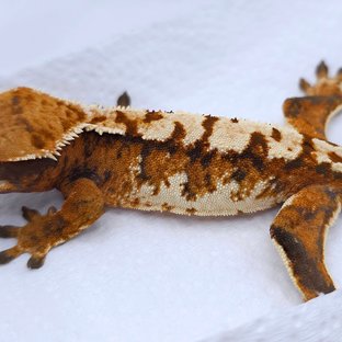 Tangerine Drippy Tri Extreme Harlequin