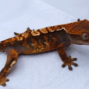 Tangerine Tri Extreme Harlequin