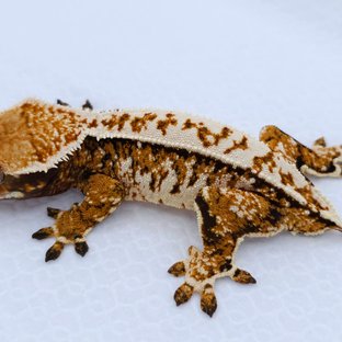 Tangerine Tri Extreme Harlequin