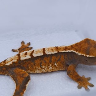 텐저린 트라이 익스트림할리퀸