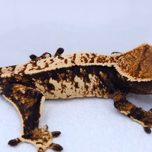 Tangerine Tri Extreme Harlequin