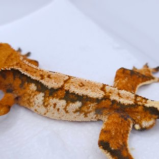 Tangerine Tri Extreme Harlequin