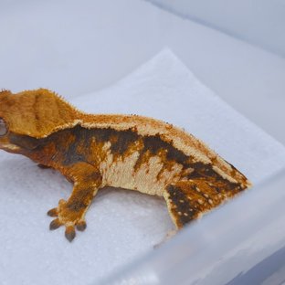Tangerine Tri Extreme Harlequin