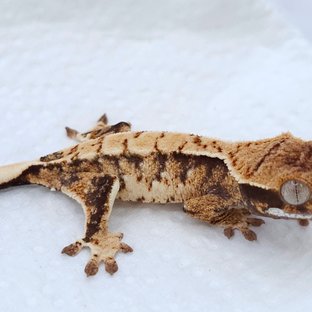 Tri Extreme Harlequin White Spot