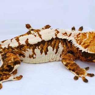 Tangerine Tri Extreme Harlequin