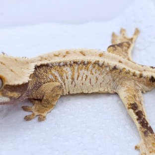 Tangerine Tri Extreme Harlequin White Spot Drippy