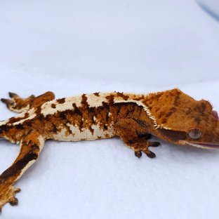 텐저린 트라이 익스트림할리퀸 화이트스팟