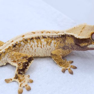 Tangerine Tri Extreme Harlequin White Spot Drippy