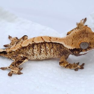 Tri Extreme Harlequin White Spot
