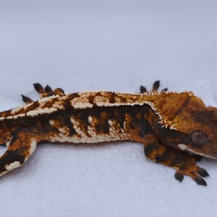 Tangerine Tri Extreme Harlequin White Spot