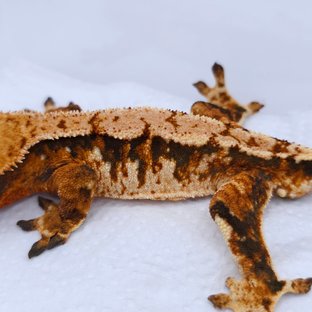 Tangerine Tri Extreme Harlequin