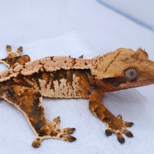 텐저린 트라이 익스트림할리퀸