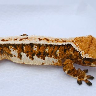Tangerine Tri Extreme Harlequin Quad Pinstripe