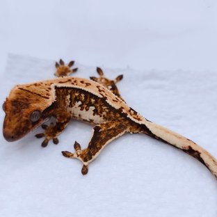 Tangerine Quad Tri White Spot