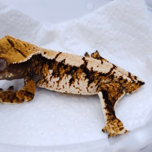 Tangerine Tri Extreme Harlequin White Spot