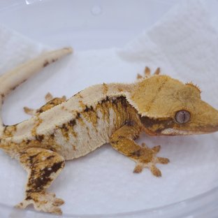 Tangerine Tri Extreme Harlequin Drippy