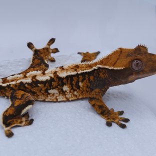 텐저린 트라이 익스트림할리퀸