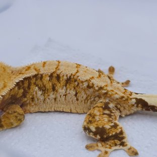 트라이 익스트림할리퀸 드리피