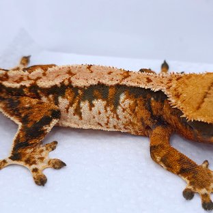 Tangerine Tri Extreme Harlequin