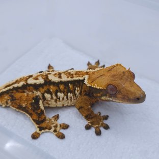 Tangerine Tri Extreme Harlequin