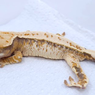 Tangerine Tri Extreme Harlequin White Spot Drippy