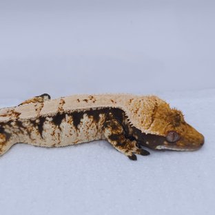 텐저린 트라이 익스트림할리퀸 화이트스팟 드리피