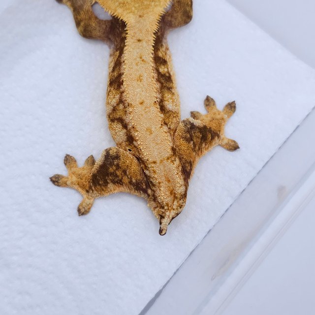 레드 트라이 익스트림할리퀸