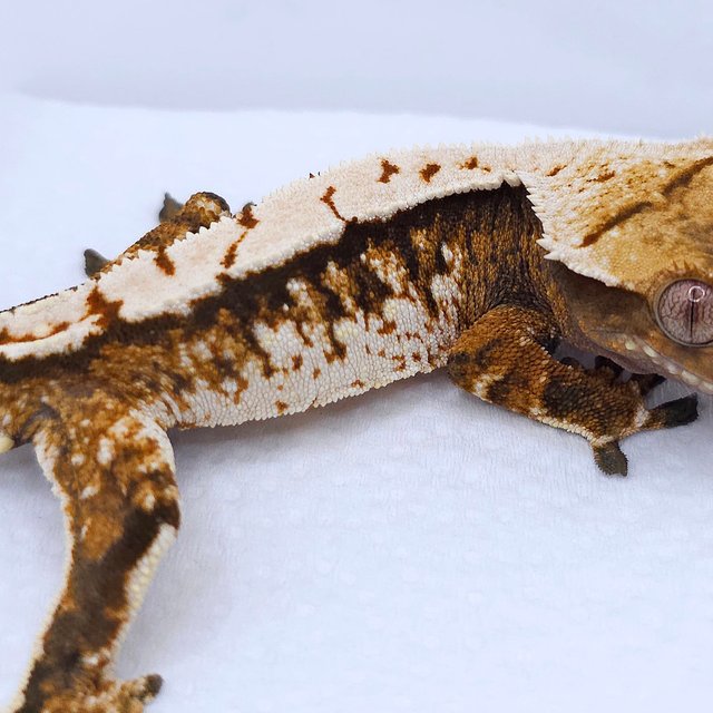 Tangerine Tri Extreme Harlequin White Spot