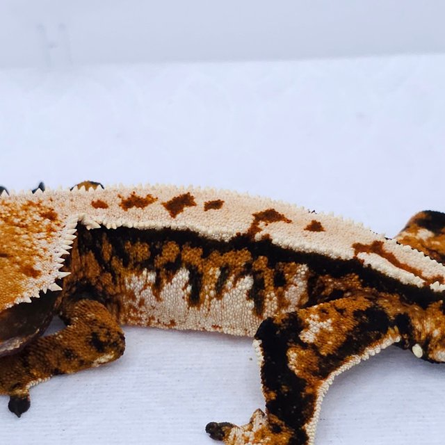 Tangerine Tri Extreme Harlequin