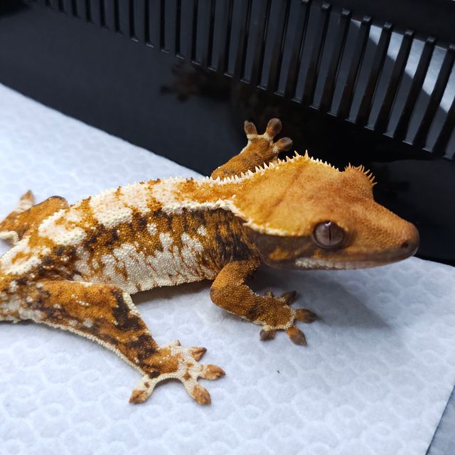 Tri Tangerine Extreme Harlequin
