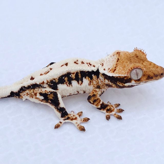 Lilly White