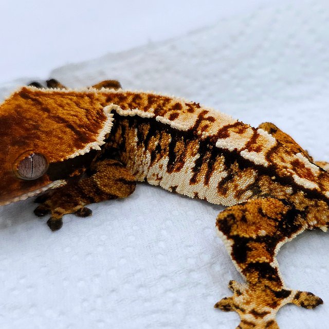 Tangerine Tri Extreme Harlequin