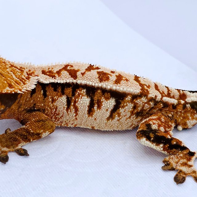 Tangerine Tri Extreme Harlequin