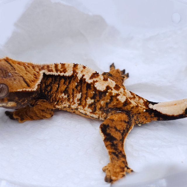 Tangerine Tri Extreme Harlequin