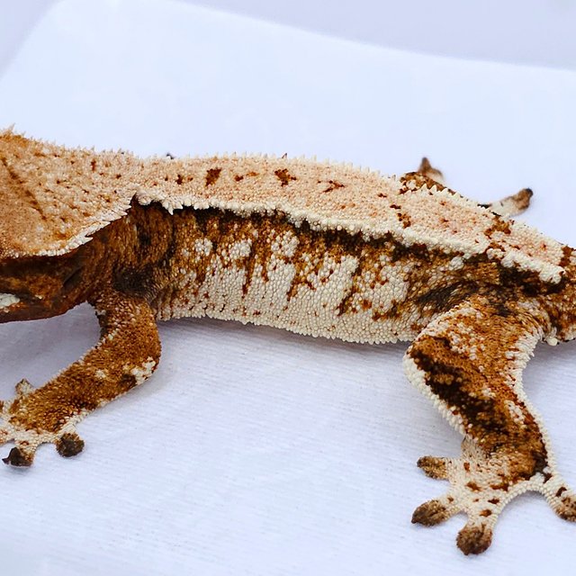 Tangerine Tri Extreme Harlequin White Spot