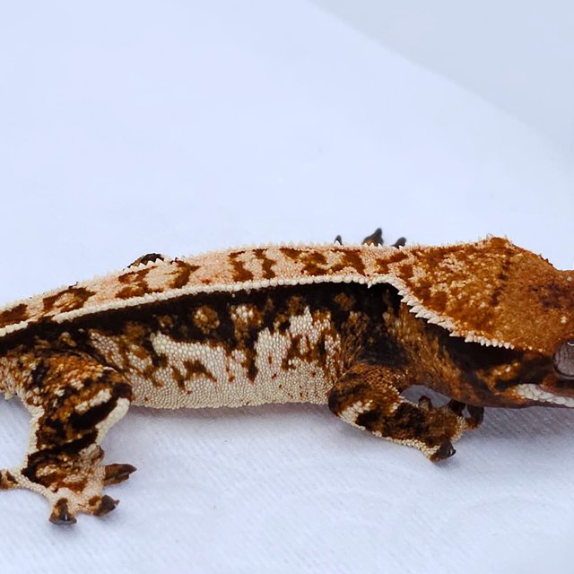 Tangerine Tri Extreme Harlequin White Spot