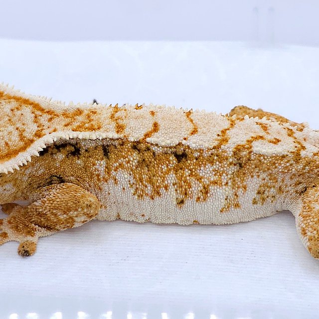 Yellow Quad Tri White Spot
