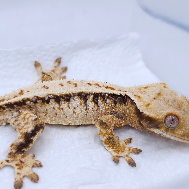 텐저린 트라이 익스트림할리퀸 화이트스팟 드리피