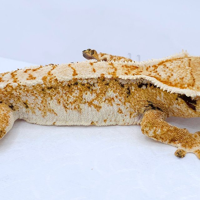 Yellow Quad Tri White Spot