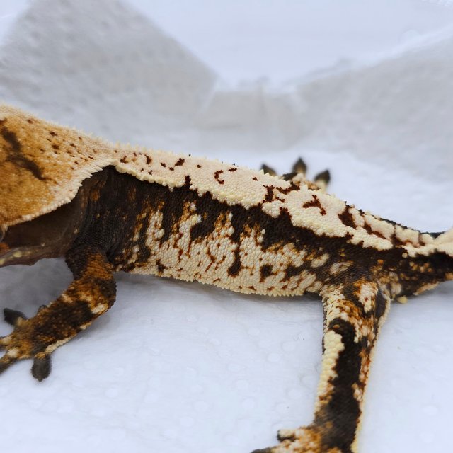 Tri Extreme Harlequin White Spot