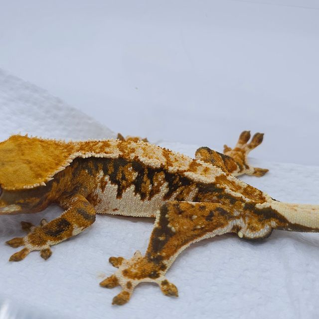 텐저린 트라이 익스트림할리퀸