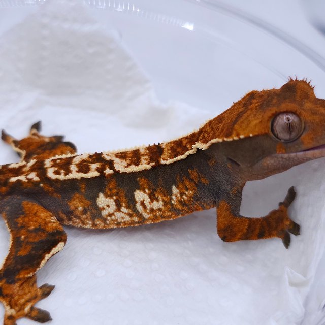 Tangerine Tri Extreme Harlequin Harlequin