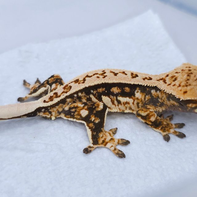 Pinstripe Tri Quad