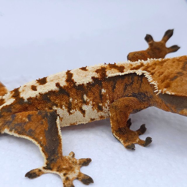 Tangerine Drippy Tri Extreme Harlequin