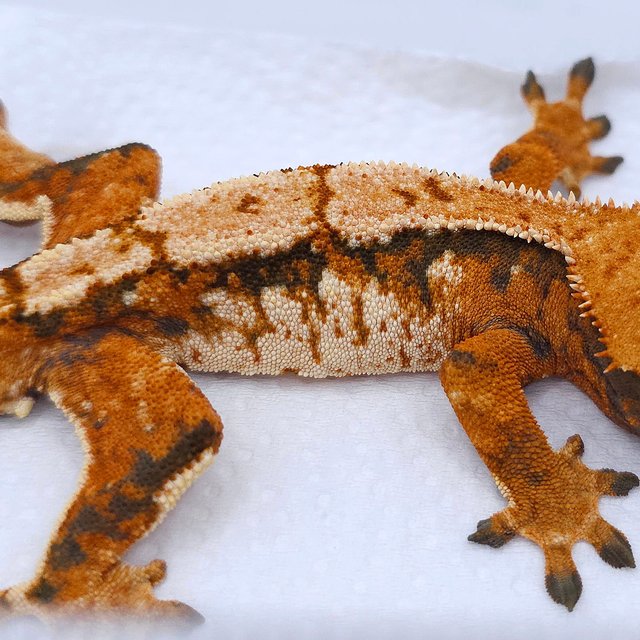 Tangerine Tri Extreme Harlequin