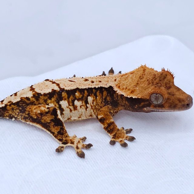 Tangerine Tri Extreme Harlequin Pinstripe White Spot
