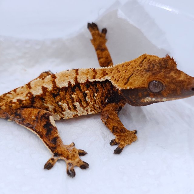 Tangerine Tri Extreme Harlequin